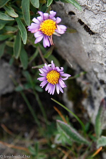 Alpen-Aster (Aster alpinus)