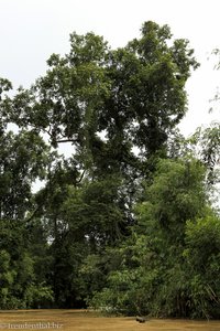 hoch wachsende Bäume am Ufer des Lemanak
