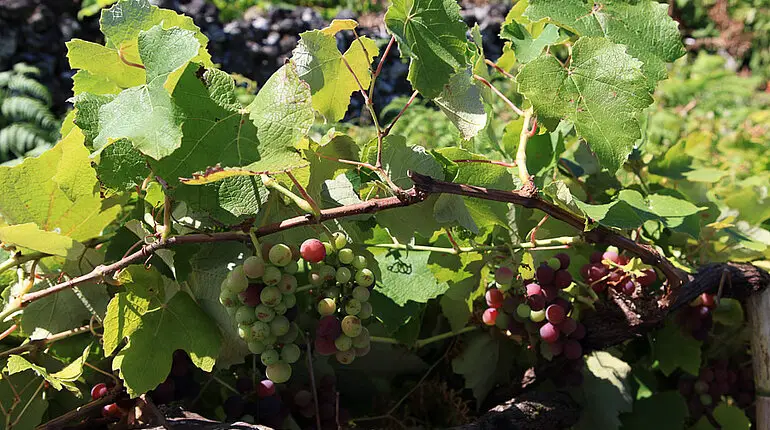 Weinreben bei Piedade auf Pico