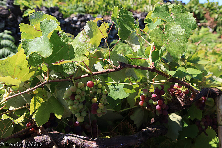 Weinreben bei Piedade auf Pico
