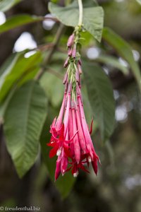 Blüte auf dem Weg im Tamarindenwald