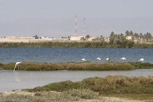 Flamingos bei der Lagune von Salalah