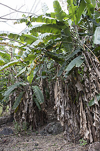 Bananenplantage auf La Réunion