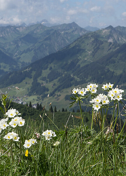 Blumenwiese mit Narzissenbluetigen Anemonen beim Fellhorn