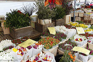 Tulpen in allen Farben und Formen