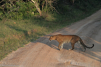 Leopard in Yala West