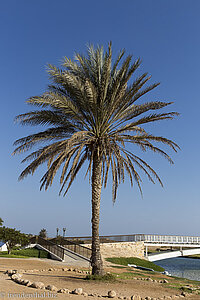 Palme bei der Ausgrabungsstätte Al Baleed im Oman