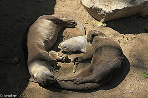 Fischotter im Dusit Zoo