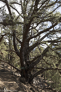 Bei den neun fetten Kiefern – Los nueve Pinos gordos