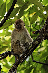 Langschwanzmakake, Javaneraffe, Krabbenesser (Macaca fascicularis)