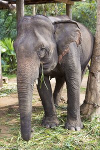 Elefant in Laos