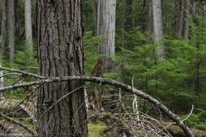 Rothörnchen im Wells Gray Provincial Park