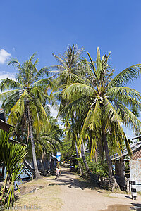 Palmeninsel Don Khon in Laos