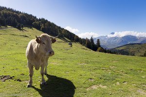 blöde Kuh auf dem Pass Col d'Aspin