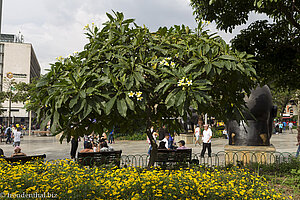 Eine Plumeria in der Candelaria von Medellín.