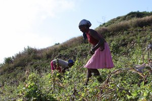 Bäuerinnen bei der Ernte nahe Gongon bei Kapverden