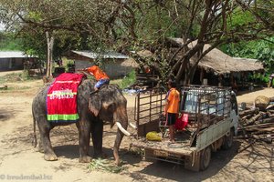 Elefant wird zum Reiten vorbereitet - Taweechai