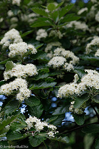 blühender Sorbus im Schlosspark von Tallinn