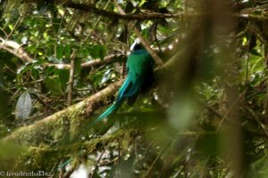 Quetzal bei Monteverde