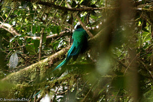 Quetzal bei Monteverde