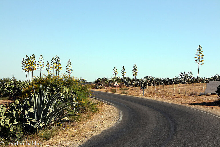 blühende Agaven vor Moulay Idris
