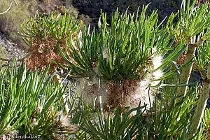 Drachenbaum mit Samen