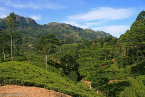 Teeplantagen in den Hochlagen von Sri Lanka
