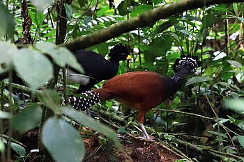 Tuberkelhokkos im Nationalpark Vulkan Arenal
