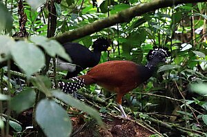 Tuberkelhokkos im Nationalpark Vulkan Arenal