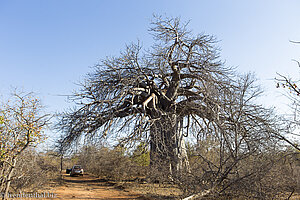 Baobab in Südafrika