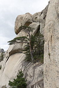 Kiefern im Gestein des Ulsanbawi Felsen