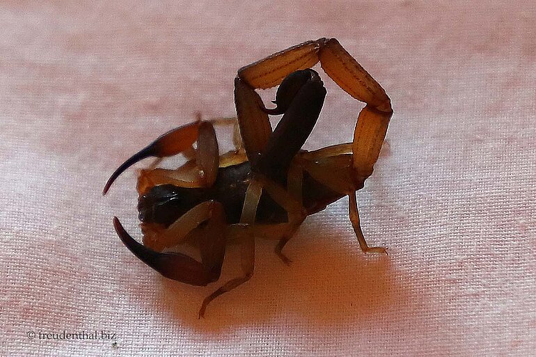 Ein Skorpion im Bett - Hotel Flor de Bromelia