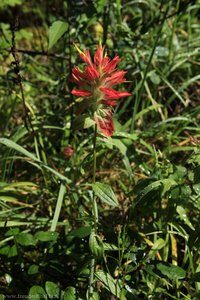 Rot blühende, uns unbekannte Pflanze in Alberta.