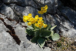 Aurikel (Primula auricula), auch Frühblümchen oder Alpenschlüsselblume genannt