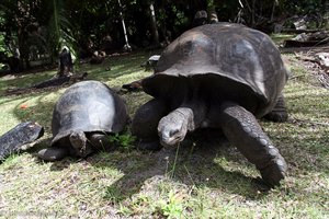Riesenlandschildkröten auf Curieuse
