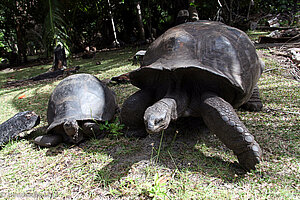 Riesenschildkröte 007 (rechts)