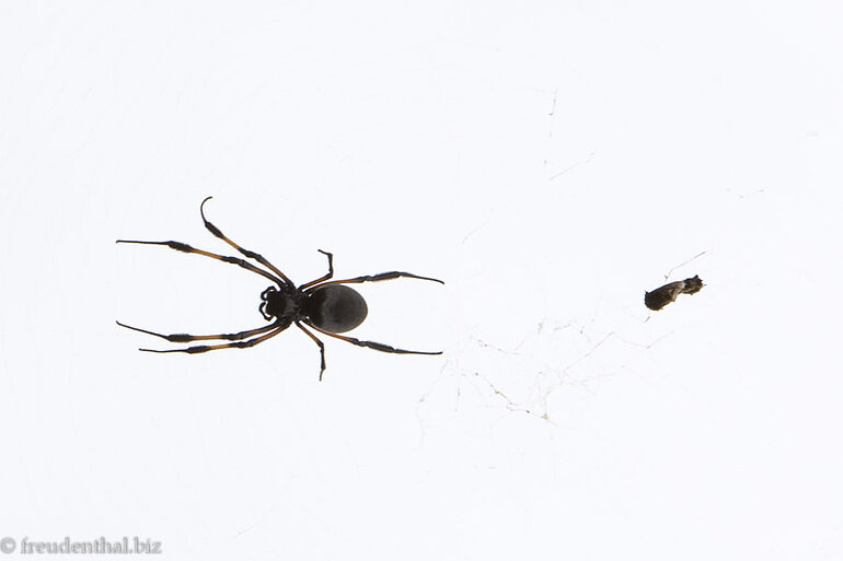 eine Seidenspinne auf La Réunion