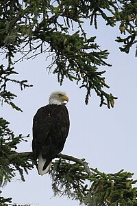 Weißkopfseeadler beim Johnstone Strait