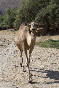zahmes Kamel beim Wadi Darbat im Oman