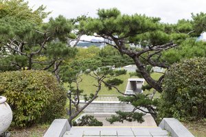 Blick durch die Kiefern in den Namsangol Park von Seoul