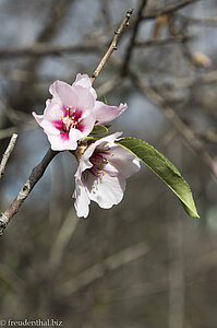 Mandelblüten nach der Feuersbrunst