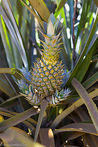 Ananas auf dem Bolaven-Plateau in Laos