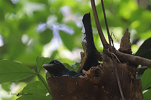 Schwarzkehltrogon beim Brüten