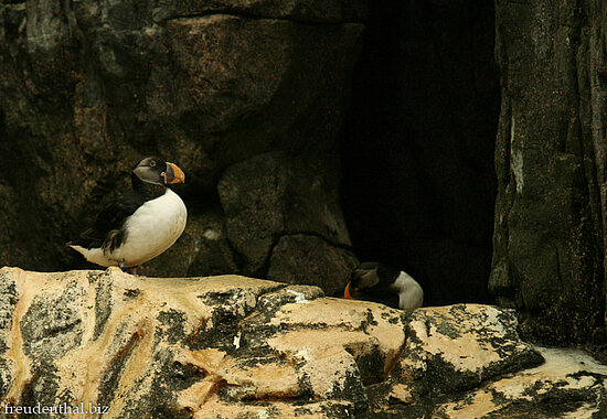 Pinguin im Oceanário de Lisboa