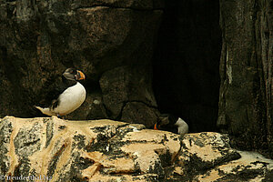 Papageientaucher im Oceanário de Lisboa