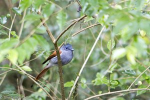schöner Vogel auf La Réunion