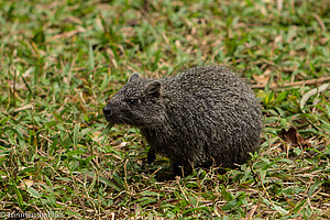 Hutia-Baumratte bei der Cueva del Indio