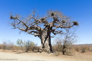 Baobab im Krüger Nationalpark