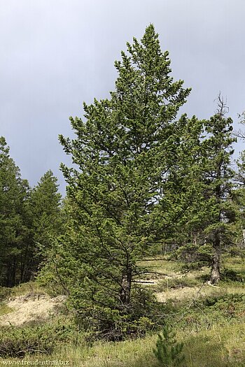 Tanne am Hoodoos-Trail in Banff