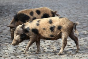 frei laufende Schweine in Calheta - Kapverden